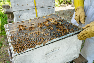 Inside of a bee hive showing the queen excluder, preventing the queen from laying eggs in the honey storage frames above