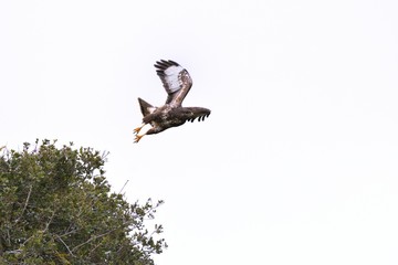 Eurasian Buzzard (Buteo buteo), Greece	