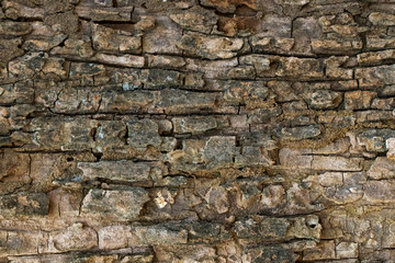 Wood texture with natural patterns, Background old panels, The bark of the tree.