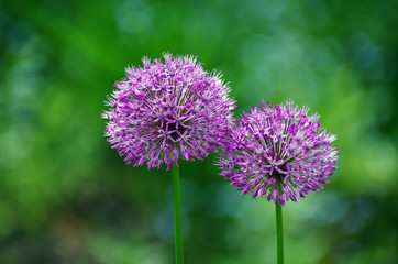 Fototapeta premium globe thistle bloom in the sunshine