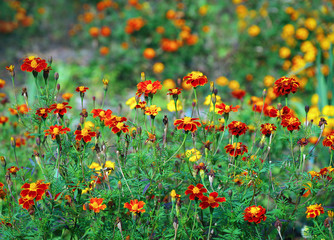 beautiful background with blooming bright Tagetes