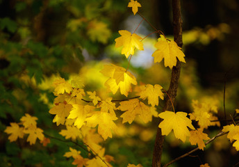 Yellow maple leaves on a twig in autumn