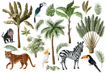 Tropical tree elements such as palm, banana and jungle animals isolated. Vector.