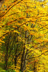 Golden autumnal forest with sunbeams