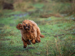 Cockapoo puppy running