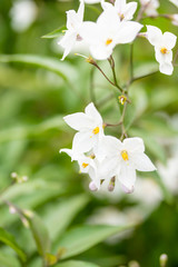 Beautiful white flowers with yellow stamens against green leaves