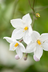 Naklejka na ściany i meble Beautiful white flowers with yellow stamens against green leaves