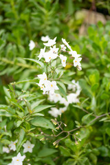 Beautiful white flowers with yellow stamens against green leaves