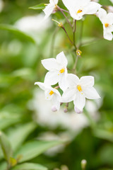 Beautiful white flowers with yellow stamens against green leaves