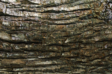 Wood texture with natural patterns, Background old panels, The bark of the tree.