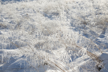 winter background- snow and frozen decorative grass