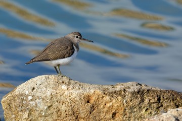 Common Sandpiper (Actitis hypoleucos) Crete, Greece 