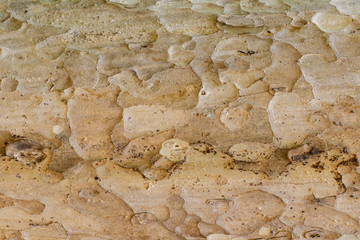 Wood texture with natural patterns, Background old panels, The bark of the tree.