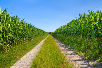 Symmetrical countryside with sand road and corn fields