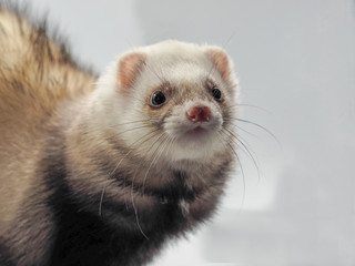 Cute pet ferret