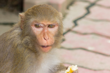 cute monkey with different emotions on face