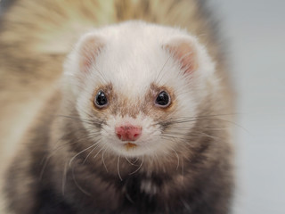 Look of the ferret looking at the camera