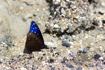 Large tropical butterfly sits and warm blue color wings