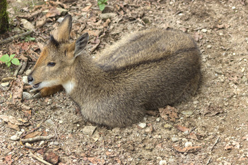 Himalayan Goral walks near the bushes in natural habitat