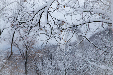 Obraz premium Beautiful winter panorama with snow covered trees