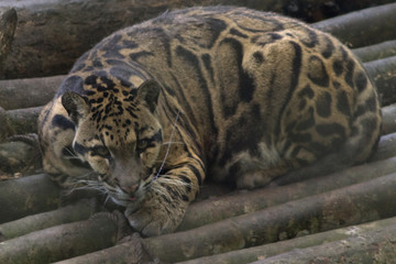 cougar resting on a wooden floor, a predator in a cage