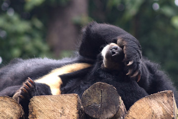 Himalayan black bear sleeps in a zoo covering his nose with his paw