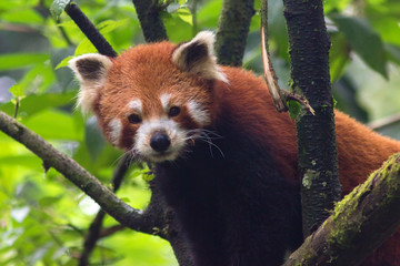 cute and fluffy red panda walks through the trees in its natural habitat