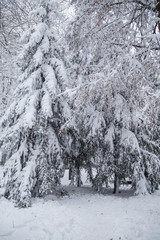 Beautiful winter panorama with snow covered trees