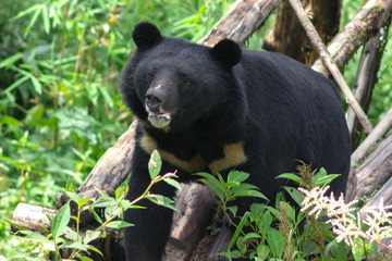 Obraz na płótnie Canvas Himalayan black bear wallking in a zoo