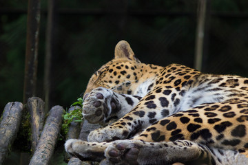 leopard sleeps in natural habitat