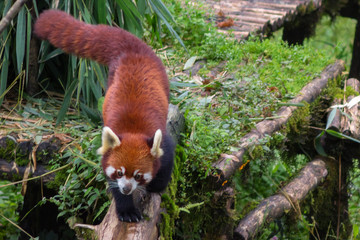 cute and fluffy red panda walks through the trees in its natural habitat