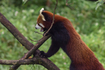 cute and fluffy red panda walks through the trees in its natural habitat