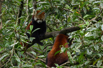 cute and fluffy red panda walks through the trees in the natural habitat