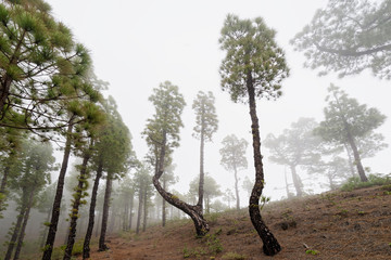 Cloud forest with high conifers on a hillside, perspective view from below - Location: Spain, Canary Islands, La Palma