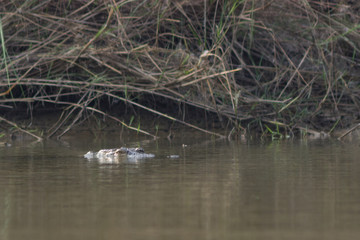 a large crocodile swims in a river and his head looks out of the water