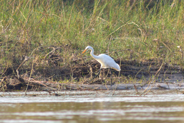 Fototapeta premium white stork with yellow paws walks through the territory of the swamp