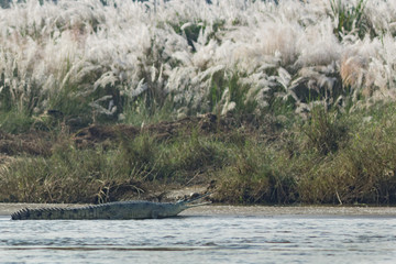 crocodile with long jaw lies on the river coast in the rays of the warm sun