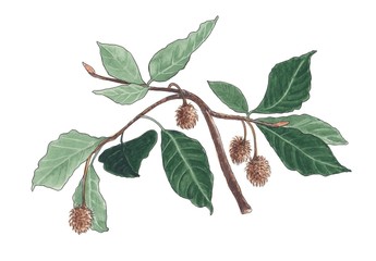 Watercolor illustration of beech branch.