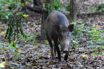 Indian Wild Pig walks through the forest in search of fruit
