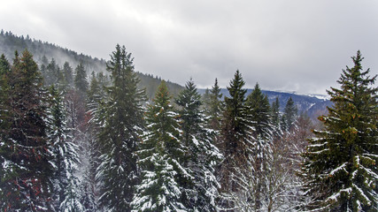 A stunning drone shot of a misty alpine forest. The snow covered trees are shrouded in mist and cloud in the winter woodland environment. 