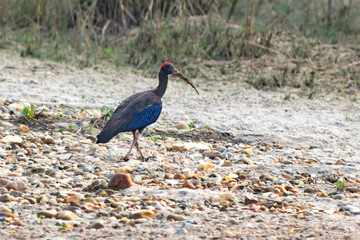 red headed ibis is hunting in the mud near the water