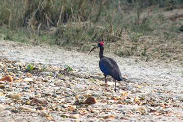 red headed ibis is hunting in the mud near the water