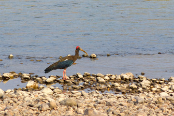 red headed ibis is hunting in the mud near the water