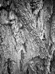 Tree cortex texture  (black and white)