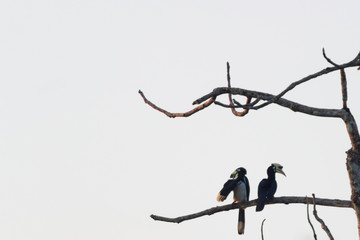 couple of birds Great Hornbill sits on a branch in the forest