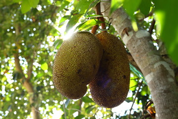 jackfruit on tree