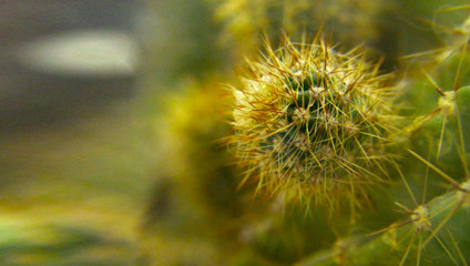 home / decorative cactus close up