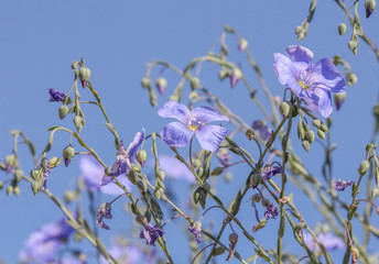 Blue flowers on the background of summer blue sky