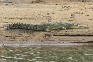 crocodile with long maw lies on the river coast in the rays of the warm sun