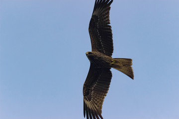 a big brown hawk flies against a blue sky